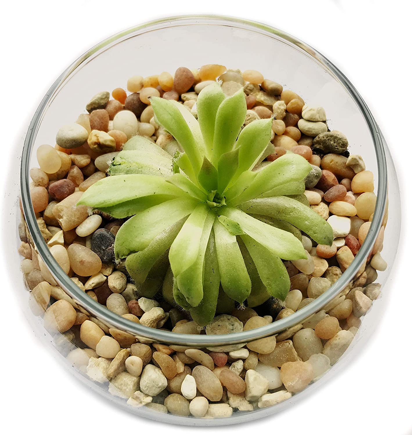 5502-4513 , Decorative Filler Stones