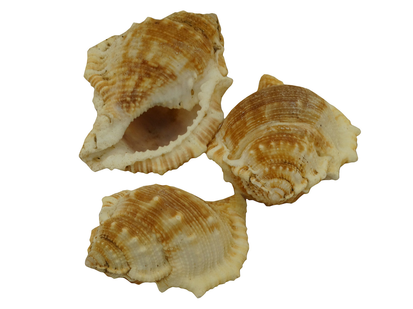 5502-4530 - Sea Shells
