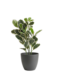 YD299112,  Artificial Variegated Fiddle Leaf Fig