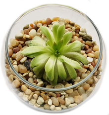 5502-4513 , Decorative Filler Stones