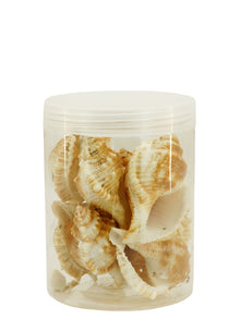 5502-4530 - Sea Shells